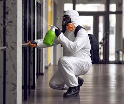 Best Black Mold Removal  in Iowa Park, TX